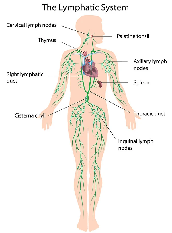 lymphatic system diagram